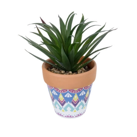 ΠΑΧΥΦΥΤΟ SANSEVIERIA ΣΕ ΓΛΑΣΤΡΑΚΙ 21047 Διακοσμητικό Φυτό Σανσεβιέρια  Φ16x Υ20cm - Μικρα Φυτά και Παχύφυτα