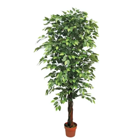 ΔΕΝΤΡΟ ΜΠΕΝΖΑΜΙΝ ΠΡΑΣΙΝΟ ΣΕ ΓΛΑΣΤΡΑ - Y180cm
