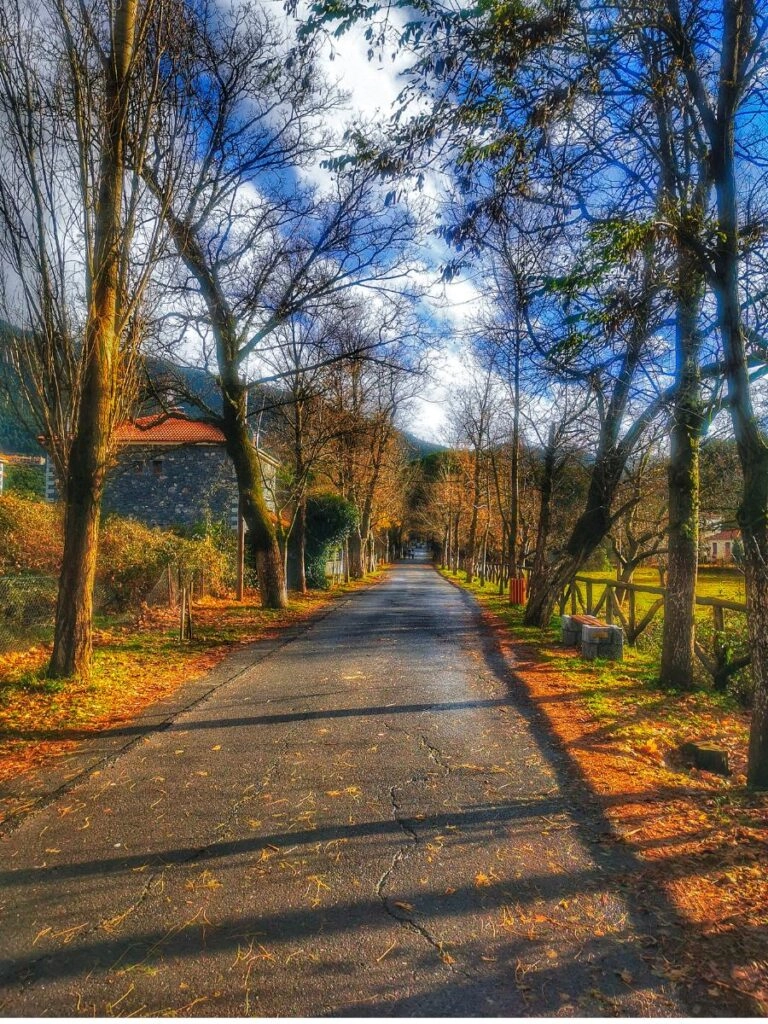 12 Ρομαντικοί χειμερινοί προορισμοί στην Ελλάδα για ζευγάρια 13 Φωτογραφία ενός δρόμου με δέντρα δεξιά και αριστερά, με τα φύλλα τους να έχουν πάρει φθινοπωρινά χρώματα.