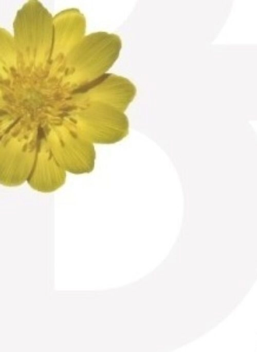 BF Mini Album – Snow Flower (설화) | Mini Album